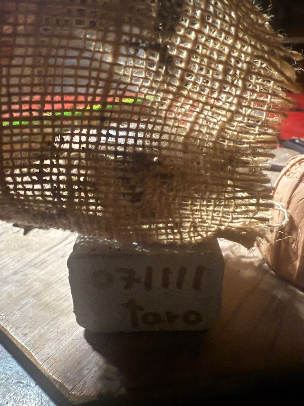 071111／泥の中の卵（Egg of Salvation）