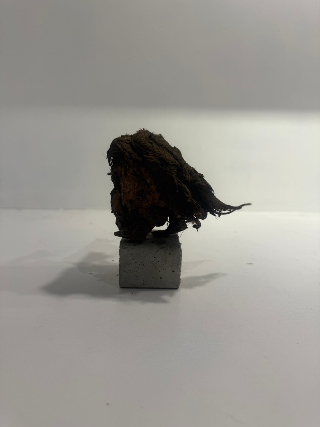 071114 怪獣（Beast）